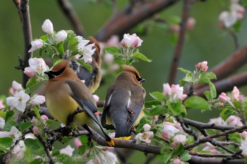 Waxwings and Apple blossoms... (click to enlarge)